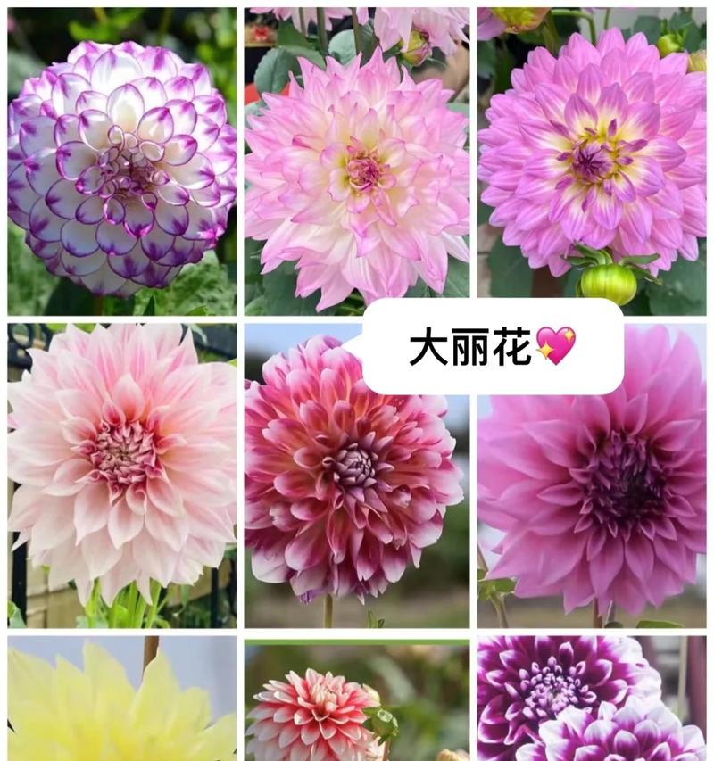 大丽花代表什么？大丽花的花语有哪些含义？