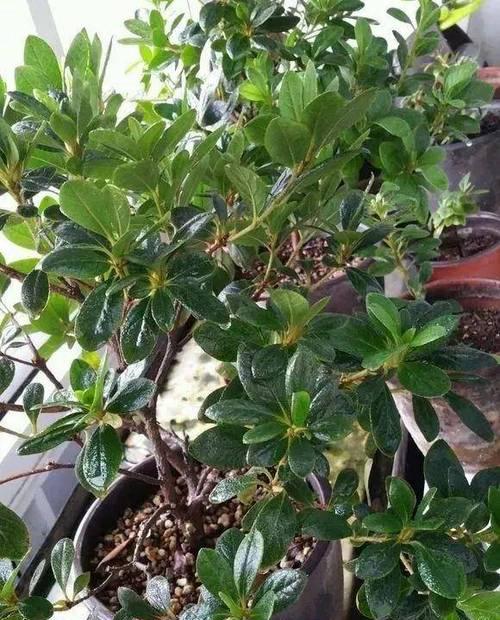 茶叶渣能用来养哪些植物？花卉植物对茶叶渣的反应如何？