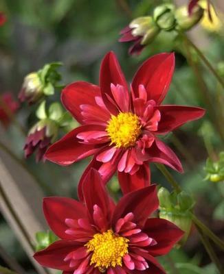 大丽花代表什么？大丽花的花语有哪些含义？
