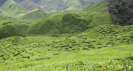 茶叶种植条件是什么？哪些区域的自然条件适合种植茶叶？