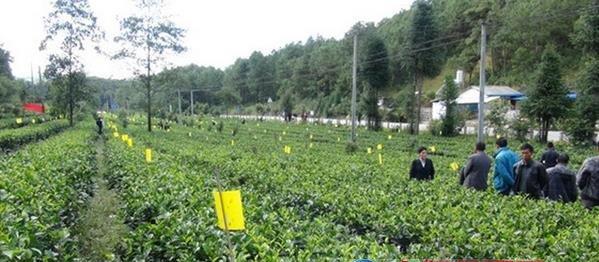 茶叶种植条件是什么？哪些区域的自然条件适合种植茶叶？