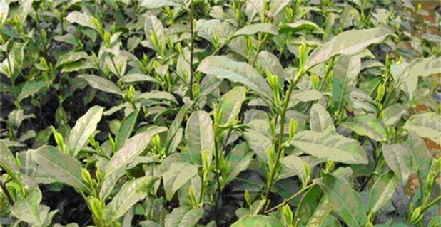 茶叶种植条件是什么？哪些区域的自然条件适合种植茶叶？