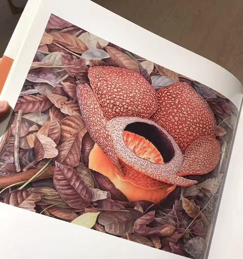 大王花花语是什么？大王花背后有哪些神秘故事？