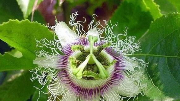 大王花花语是什么？大王花背后有哪些神秘故事？