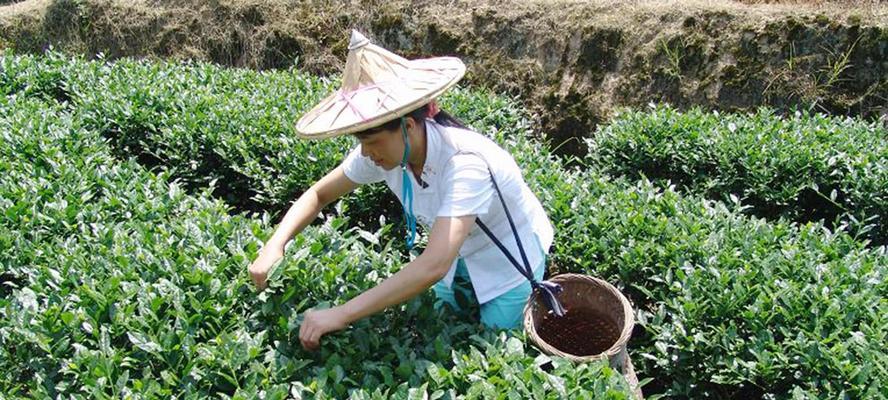 茶叶种子最佳采摘时间是什么时候？采摘后如何处理？