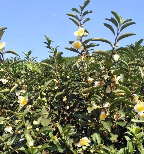 茶叶种子是怎么来的？如何正确获取和种植？