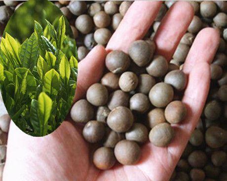 茶叶种子是怎么来的？如何正确获取和种植？