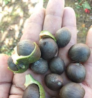 茶叶种子是怎么来的？如何正确获取和种植？