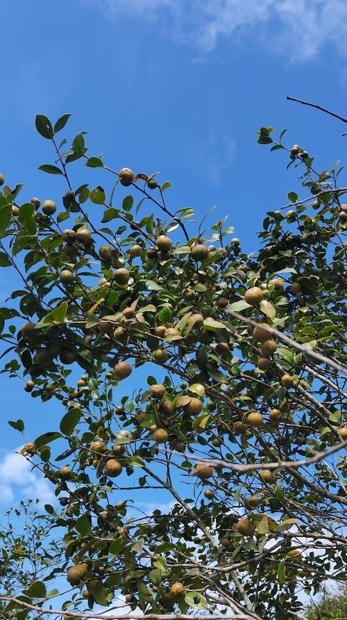 茶油饼能用作肥料吗？使用方法和效果如何？