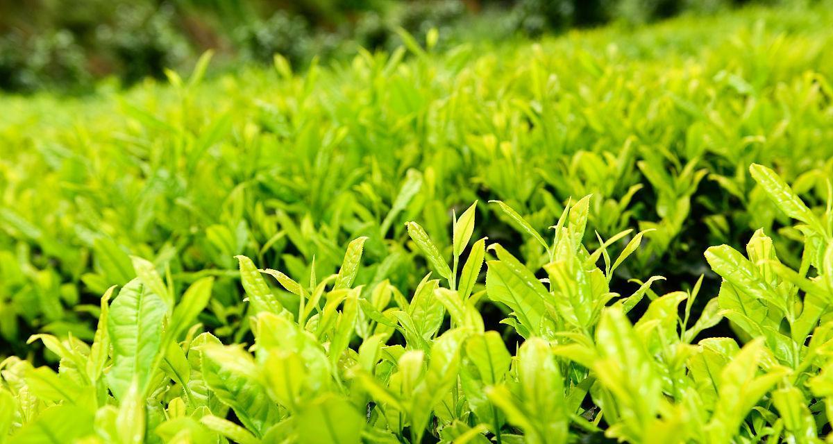 茶园里适合种什么植物？有哪些推荐的植物搭配？