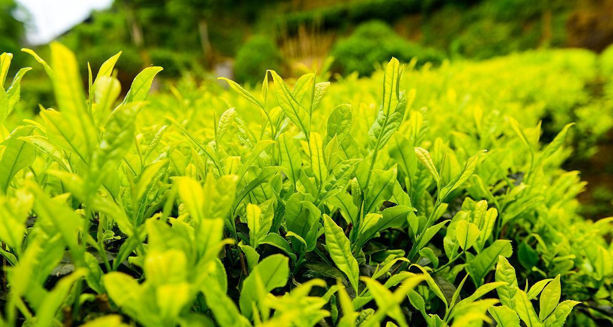 茶园里适合种什么植物？有哪些推荐的植物搭配？
