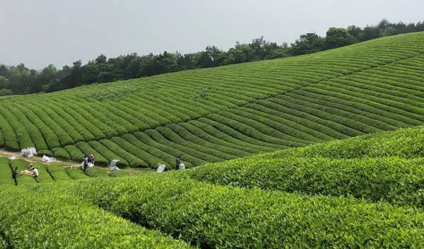 茶园里适合种什么植物？有哪些推荐的植物搭配？