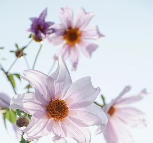 代表暗恋与守护的花有哪些？它们的花语是什么？