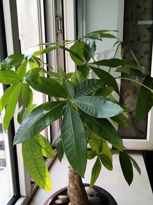茶桌适合摆放哪些风水植物？如何选择提升家居气场的植物？