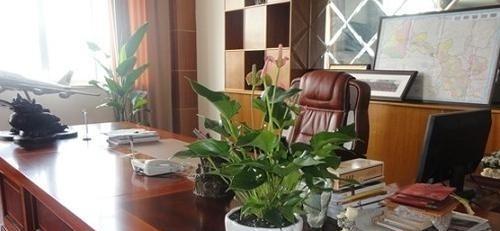 茶桌适合摆放哪些风水植物？如何选择提升家居气场的植物？