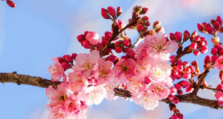 代表高冷孤傲的花有哪些？它们的花语是什么？