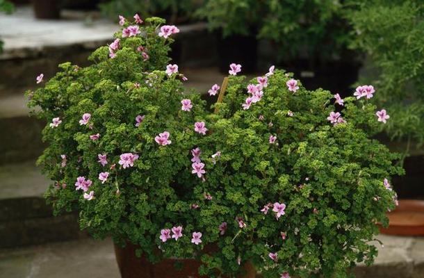 代表高冷孤傲的花有哪些？它们的花语是什么？