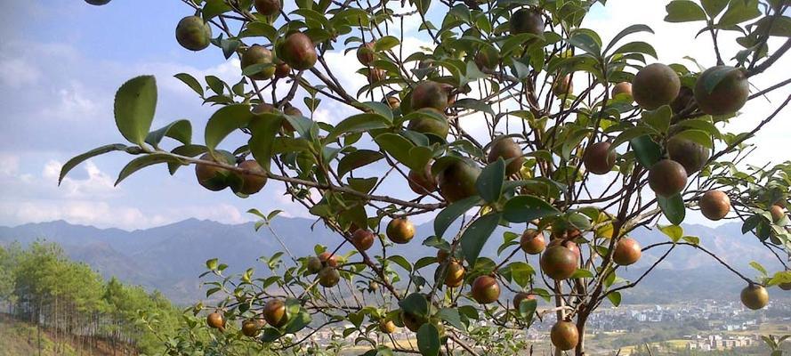 茶子树几年结果实？如何正确种植以加速结果？