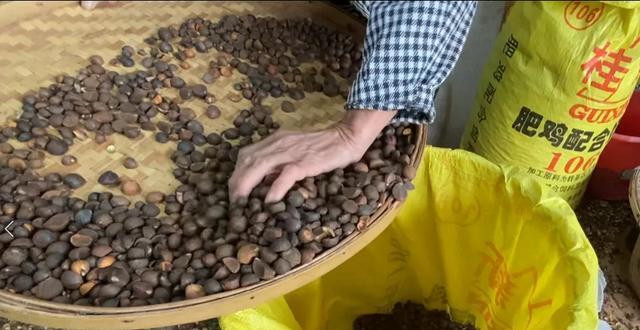 茶籽壳能用作肥料吗？如何正确使用？