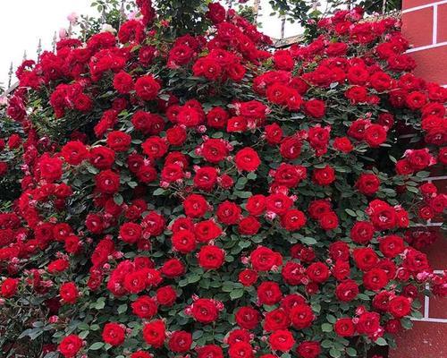 代表毁灭与重生的花有哪些？它们的象征意义是什么？