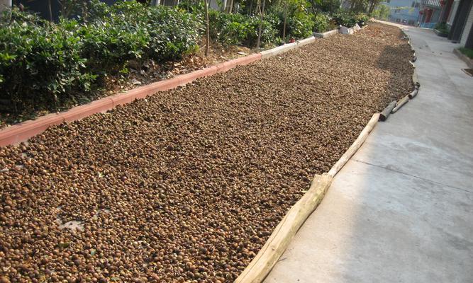 茶籽壳能用作肥料吗？如何正确使用？