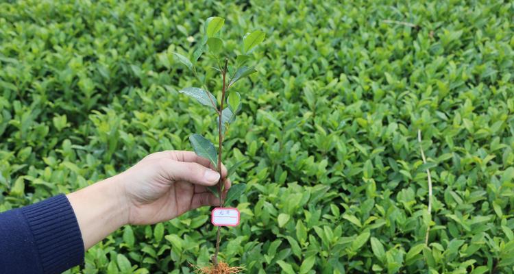 茶籽树苗什么品种最好？如何选择适合的茶籽树苗？