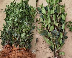 茶籽树苗什么品种最好？如何选择适合的茶籽树苗？