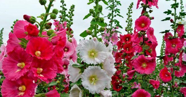 夏天有哪些花代表这个季节？它们各自有什么特点？