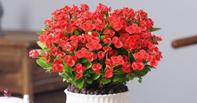 夏天有哪些花代表这个季节？它们各自有什么特点？