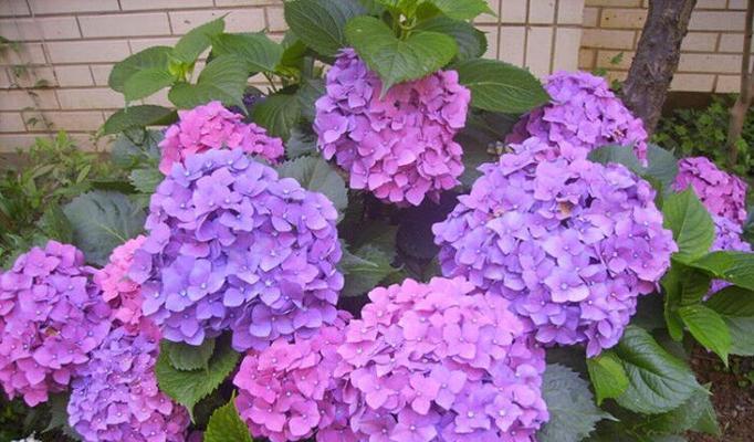 夏天有哪些花代表这个季节？它们各自有什么特点？