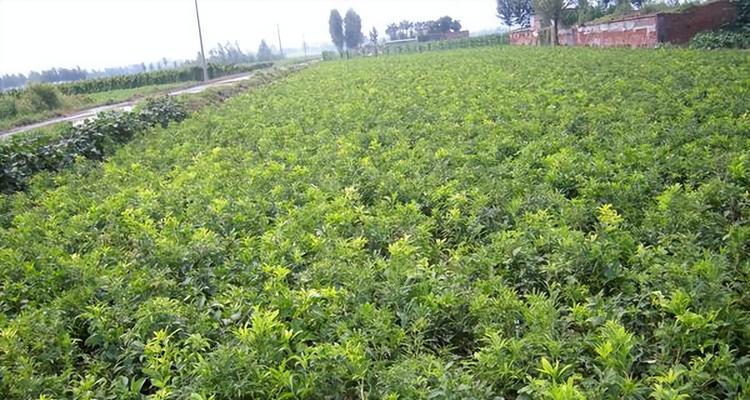 柴胡的生长周期是多长时间？如何优化种植管理？