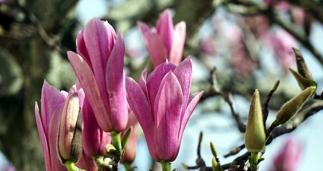 代表一生挚爱的花有哪些？这些花卉的花语是什么？