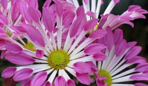 代表一生挚爱的花有哪些？这些花卉的花语是什么？