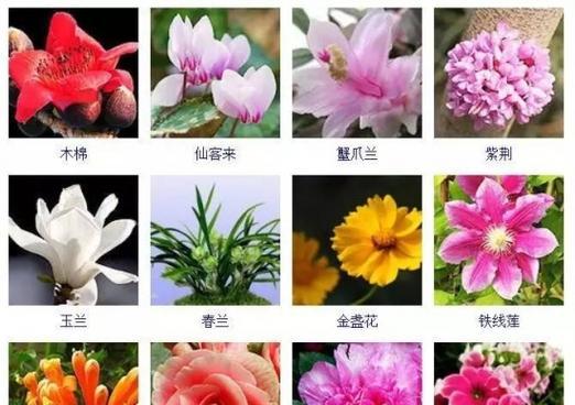 代表一生挚爱的花有哪些？这些花卉的花语是什么？