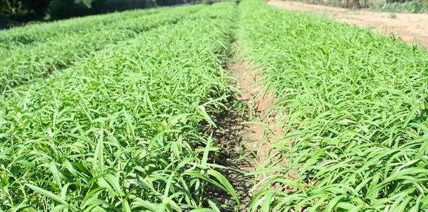 柴胡种植的最佳月份是什么时候？如何正确种植柴胡？