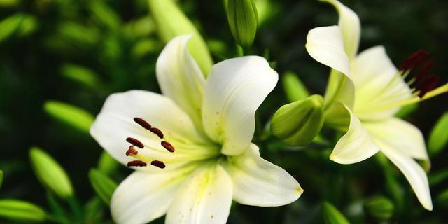 代表忧伤的花有哪些？它们的花语是什么意思？