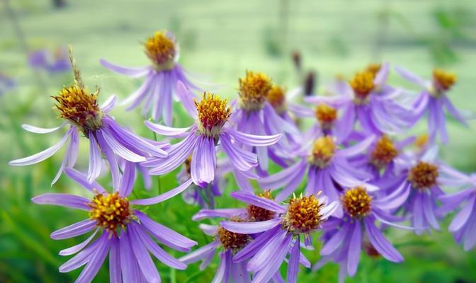 代表友情的花语是什么？如何用花表达友情？