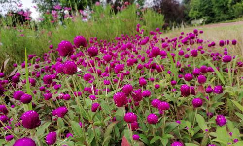 代表友情的花语是什么？如何用花表达友情？