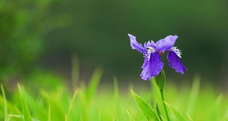 代表友情的花语是什么？如何用花表达友情？