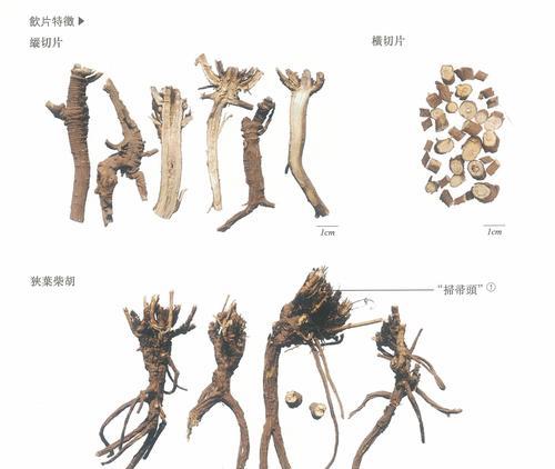 柴胡泡水喝的功效与副作用是什么？