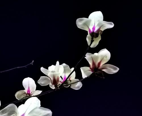 代表友情的花有哪些？如何挑选表达友情的花卉？