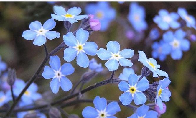 代表友情的花花有哪些？如何正确选择和养护？