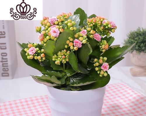 代表友谊的花卉植物有哪些？它们各自有何寓意？