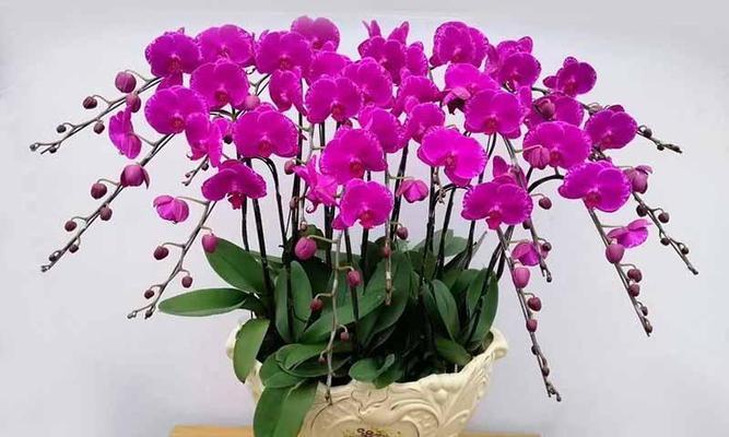 代表友谊的花卉植物有哪些？它们各自有何寓意？