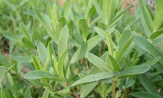 柴胡的药性是热还是凉？如何正确使用柴胡？