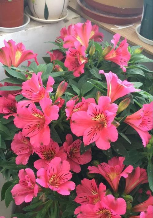 哪些花象征友情代表友谊？常见友谊花卉有哪些？