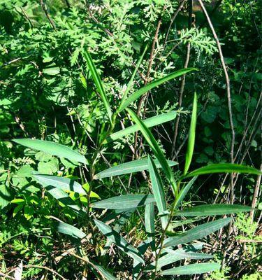 柴胡种植的最佳地点是什么？如何选择合适的土壤和气候条件？