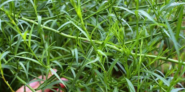 柴胡种植的最佳地点是什么？如何选择合适的土壤和气候条件？