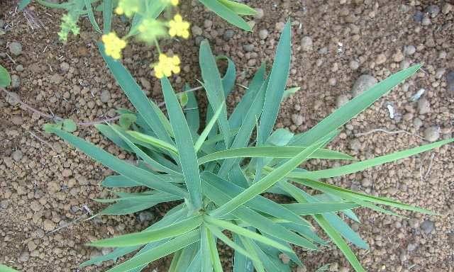 柴胡种植的最佳地点是什么？如何选择合适的土壤和气候条件？