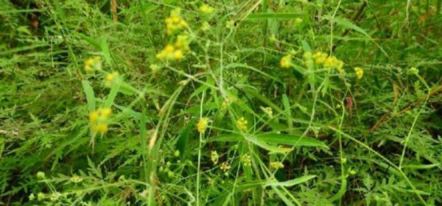 柴胡种植条件是什么？生长环境对柴胡有何影响？